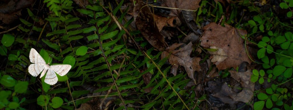bombyx mori, the silkworm moth, on the forest floor