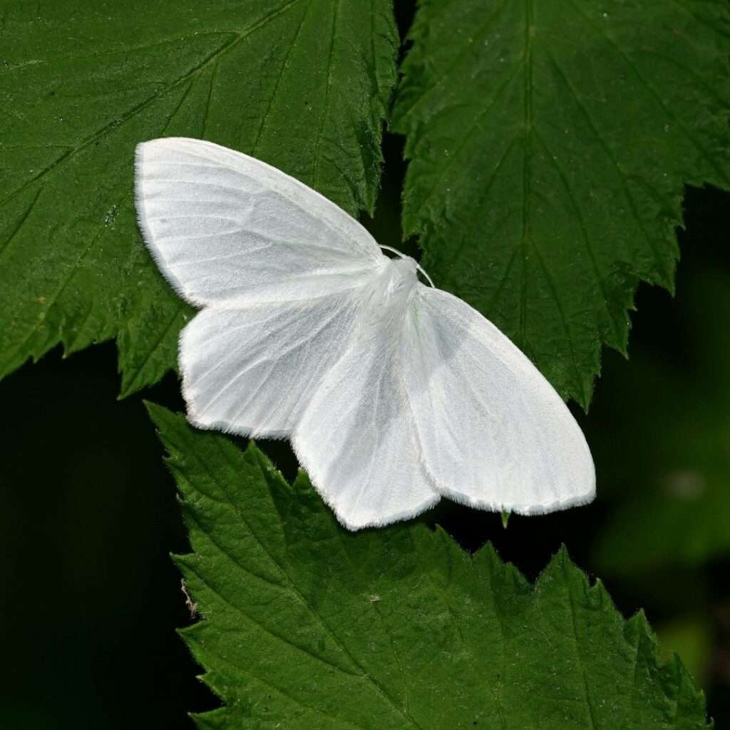 bombyx mori - the silkworm moth